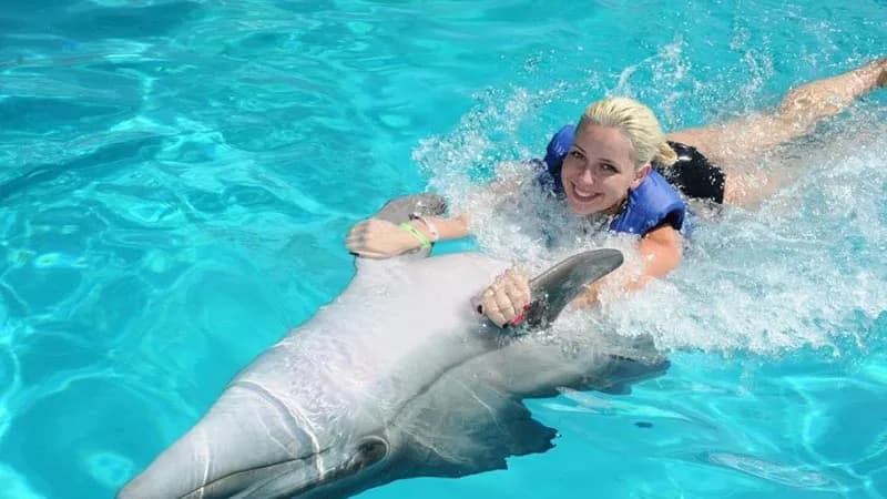 Swimming With the Dolphins in Alanya from Belek